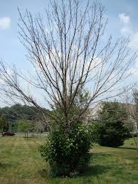 Excessive sprouting at base of ash tree