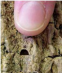 Finger pointing to D shape in bark