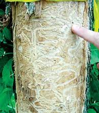 Finger pointing to S-Shaped galleries beneath the bark