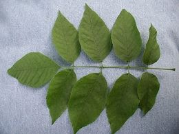 One Ash tree leaf with nine leaflets