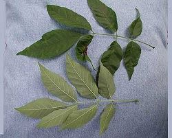 One White-Ash leaf with seven leaflets