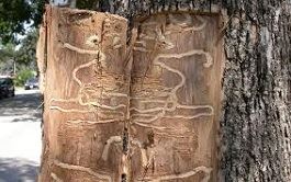 S-Shaped galleries beneath the bark