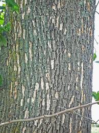 Woodpecker damage in bark