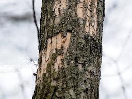 Woodpecker damage in bark 1
