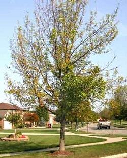 Canopy Dieback of an Ash Tree