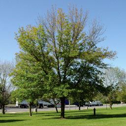 Canopy Dieback of an Ash Tree 1