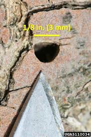 D shape burrowed in tree bark