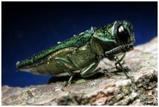 Adult Emerald Ash Borer insect