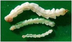 Three Emerald Ash Borer larvae on leaf